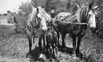 Image of horse plow team on NMSU Campus